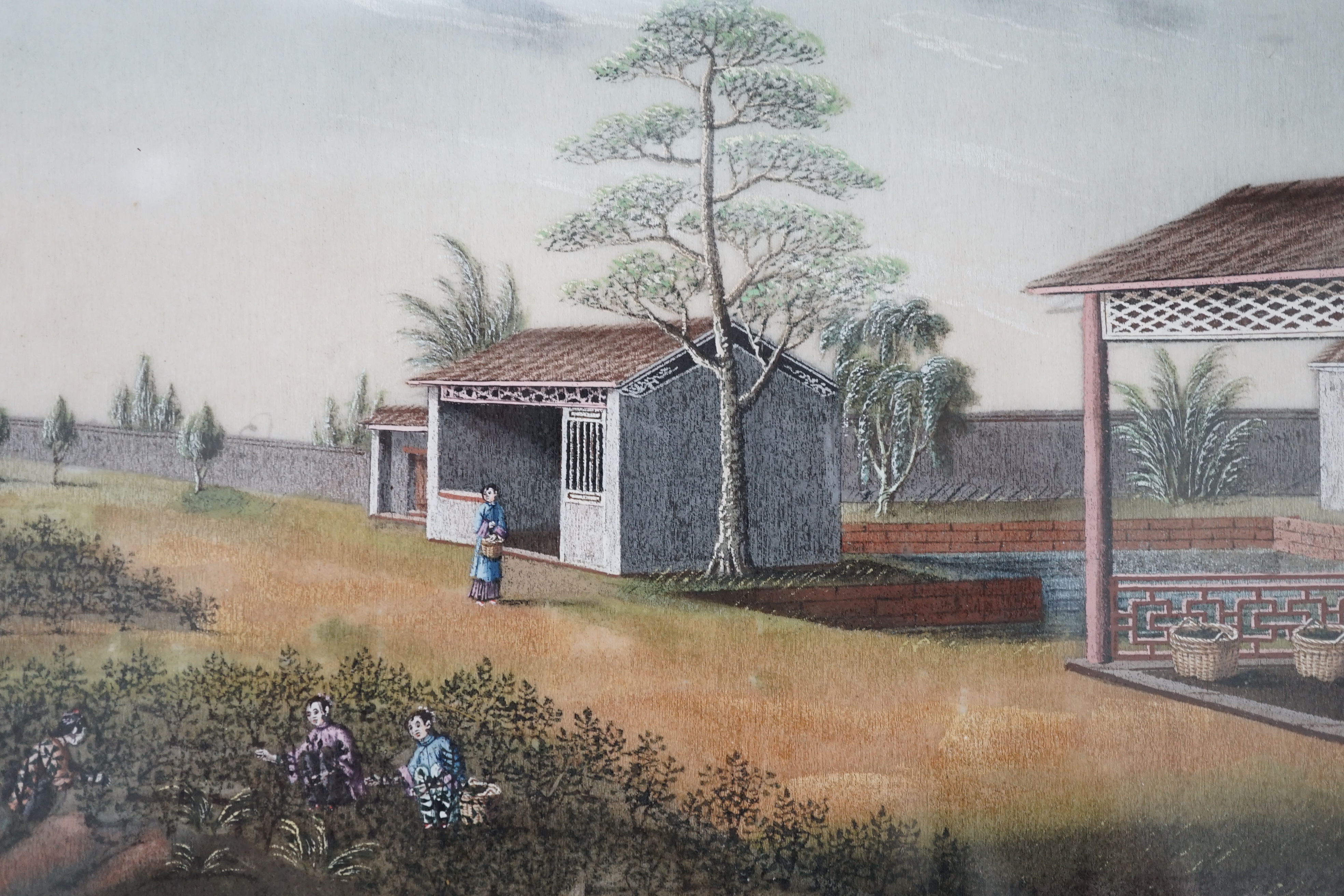 A set of twelve Chinese gouache paintings on pith paper of tea production, circle of Tingqua c.1840